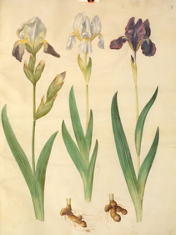Iris ×squalens (iris hybrid);iris (iris) | Free Photo - rawpixel