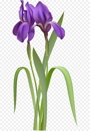 Iris versicolor Clip art - Iris Spring Flower PNG Clipart 