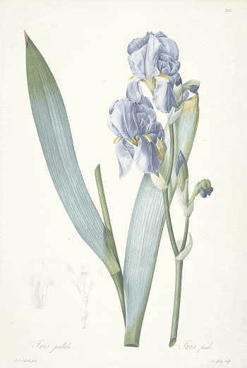 Iris Xiphium, from Choix Des | Free Photo - rawpixel