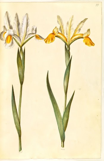 Iris xiphium, possiblyIris latifolia (?) | Free Photo - rawpixel