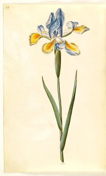 Iris xiphium (Spanish iris) by Maria | Free Photo - rawpixel