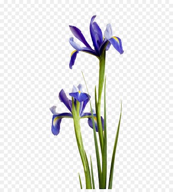 Irises Purple Blue Flower Ipomoea nil - Purple iris 