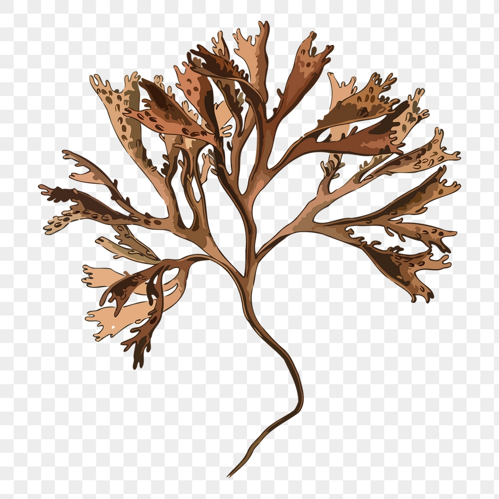 Irish moss png sticker, plant | Free PNG - rawpixel
