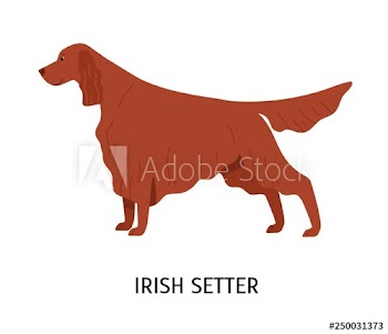 Irish Setter