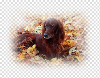 Irish Setter Boykin Spaniel Field Spaniel Desktop Sussex Spaniel, puppy transparent background PNG clipart