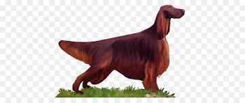 Irish Setter, Dog Breed, Setter, Vertebrate, Dog PNG