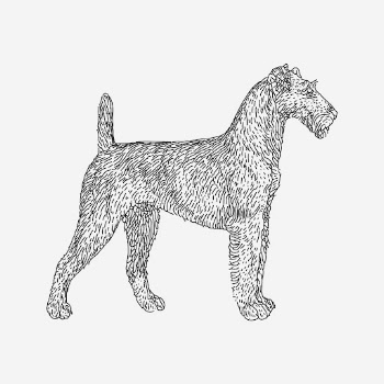 Irish Terrier dog clipart, vintage | Free Photo - rawpixel