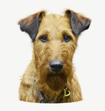 Irish terrier dog collage element | Free PSD - rawpixel