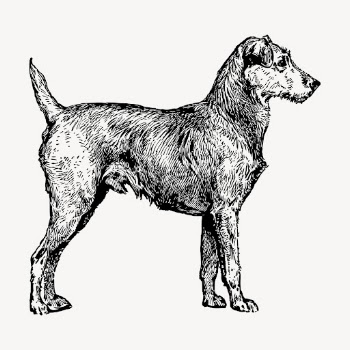 Irish Terrier dog drawing clipart, | Free Vector - rawpixel