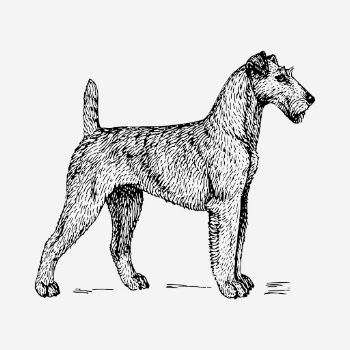 Irish Terrier dog drawing, hand | Free Photo - rawpixel