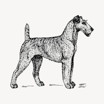 Irish Terrier dog drawing, hand | Free Vector - rawpixel