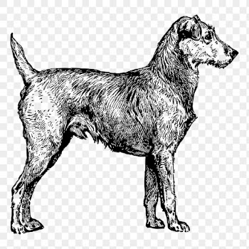 Irish Terrier dog drawing png | Free PNG - rawpixel