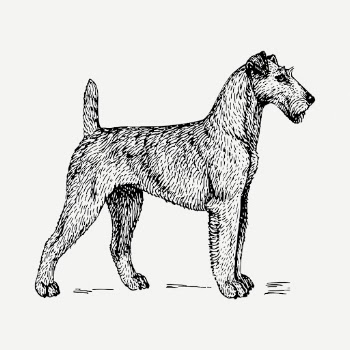 Irish Terrier dog drawing, vintage | Free PSD - rawpixel