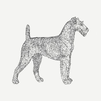 Irish Terrier dog drawing, vintage | Free PSD - rawpixel