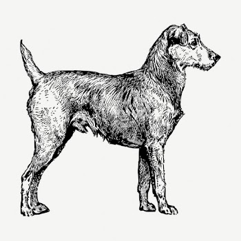 Irish Terrier dog drawing, vintage | Free PSD - rawpixel
