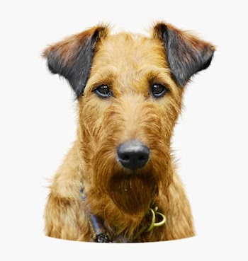 Irish terrier dog isolated on off white | Free Photo - rawpixel