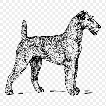 Irish Terrier dog png sticker, | Free PNG - rawpixel