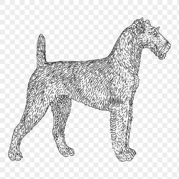 Irish Terrier dog png sticker, | Free PNG - rawpixel