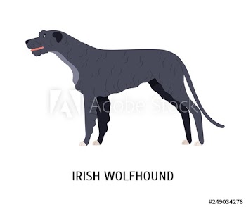 Irish wolfhound