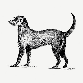 Irish Wolfhound dog drawing, vintage | Free PSD - rawpixel