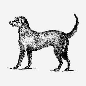 Irish Wolfhound dog hand drawn | Free Photo - rawpixel