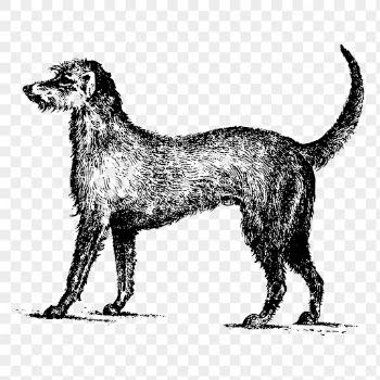 Irish Wolfhound dog png drawing | Free PNG - rawpixel