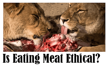 Is Eating Meat Ethical | Dairy Moos