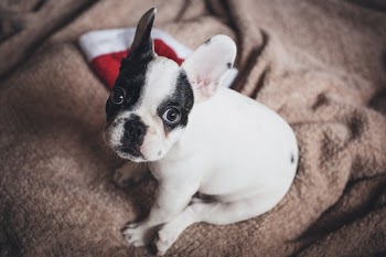 Is this Christmas yet?