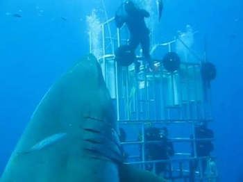 Is This The Biggest Great White Shark Ever Filmed?