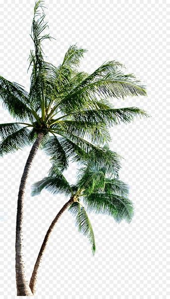 Island Clip art - coconut tree 