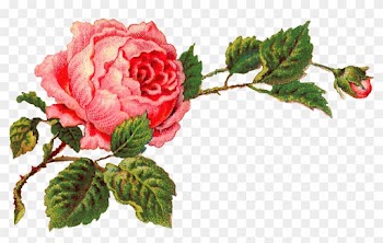 Isn't This Digital Pink Rose Clip Art Gorgeous I Created - Vintage Rose Clip Art