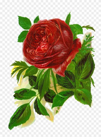 Isn't This Rose Image Amazing This Is Wonderfully Beautiful - Red Rose Vintage Clipart