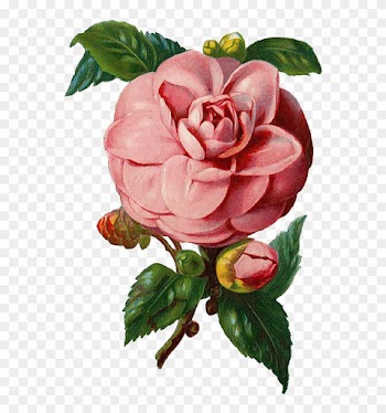 Isn't This Vintage Pink Rose Beautifulpng File With - Vintage Rose Vector Png