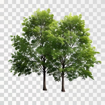 Isolate Trees PNG transparent background