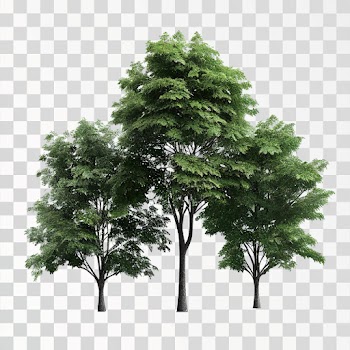 Isolate Trees PNG transparent, no background