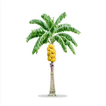 Isolated Banana Tree on White Background