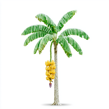 Isolated Banana Tree with Ripe Bananas and Blossom
