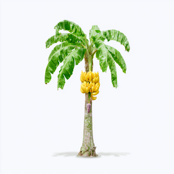 Isolated Banana Tree with Ripe Fruit on White Background