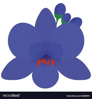 isolated blue flower with buds