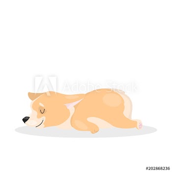 Isolated corgi dog