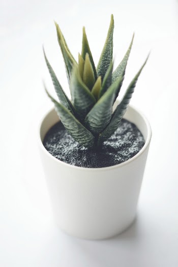 Isolated fake plant on white background
