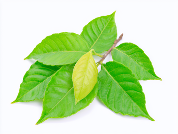 Isolated Fresh Tropical Leaves on a Branch