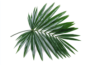 Isolated Green Fan Palm Leaf on White