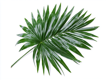 Isolated Green Fan Palm Leaf on White Background