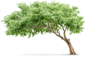 Isolated Leafy Green Tree on White Background