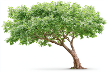 Isolated Mature Green Tree on White Background