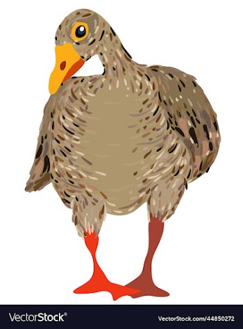 isolated of a goose