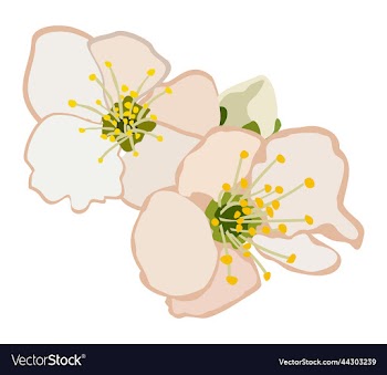 isolated of apricot flowers