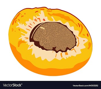 isolated of apricot half