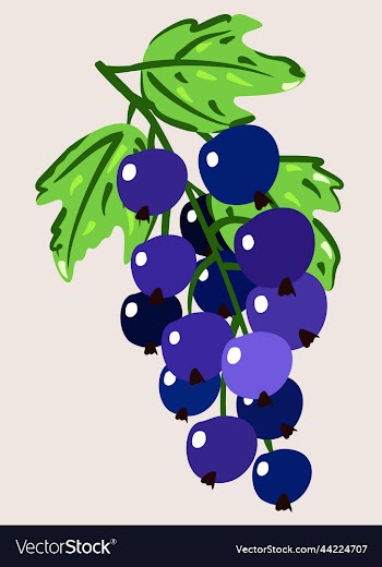 isolated of blackcurrant